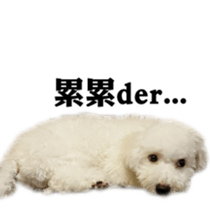 Bichon Frise~Q bi & O bi Part2 sticker #15071500