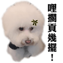 Bichon Frise~Q bi & O bi Part2 sticker #15071501