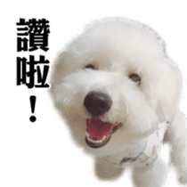 Bichon Frise~Q bi & O bi Part2 sticker #15071506