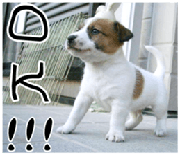 MIEDOG Jack Russell terrier sticker 11 sticker #15072060