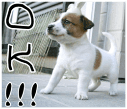 MIEDOG Jack Russell terrier sticker 11 sticker #15072060