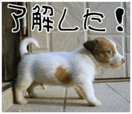 MIEDOG Jack Russell terrier sticker 11 sticker #15072061