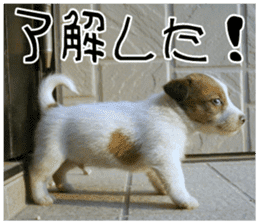 MIEDOG Jack Russell terrier sticker 11 sticker #15072061