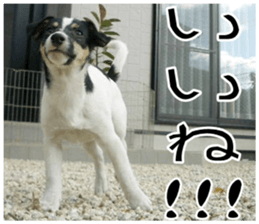 MIEDOG Jack Russell terrier sticker 11 sticker #15072062