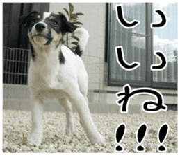 MIEDOG Jack Russell terrier sticker 11 sticker #15072062