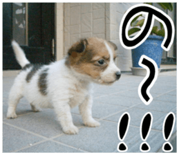 MIEDOG Jack Russell terrier sticker 11 sticker #15072063