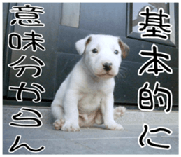 MIEDOG Jack Russell terrier sticker 11 sticker #15072064