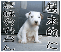MIEDOG Jack Russell terrier sticker 11 sticker #15072064