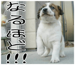 MIEDOG Jack Russell terrier sticker 11 sticker #15072065