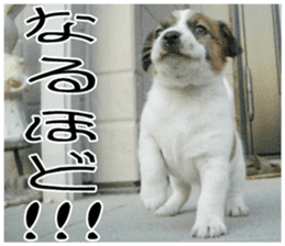 MIEDOG Jack Russell terrier sticker 11 sticker #15072065