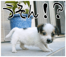 MIEDOG Jack Russell terrier sticker 11 sticker #15072066
