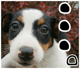 MIEDOG Jack Russell terrier sticker 11 sticker #15072067