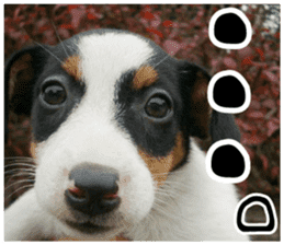 MIEDOG Jack Russell terrier sticker 11 sticker #15072067