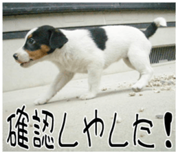 MIEDOG Jack Russell terrier sticker 11 sticker #15072068