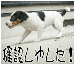 MIEDOG Jack Russell terrier sticker 11 sticker #15072068