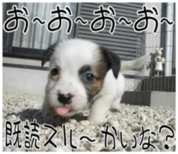 MIEDOG Jack Russell terrier sticker 11 sticker #15072069