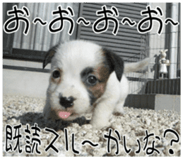 MIEDOG Jack Russell terrier sticker 11 sticker #15072069