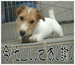 MIEDOG Jack Russell terrier sticker 11 sticker #15072070