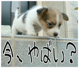 MIEDOG Jack Russell terrier sticker 11 sticker #15072071