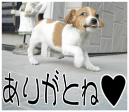 MIEDOG Jack Russell terrier sticker 11 sticker #15072072