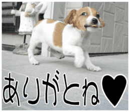 MIEDOG Jack Russell terrier sticker 11 sticker #15072072