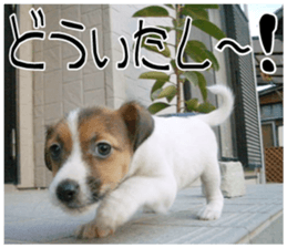 MIEDOG Jack Russell terrier sticker 11 sticker #15072073
