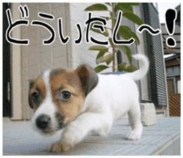 MIEDOG Jack Russell terrier sticker 11 sticker #15072073