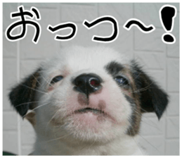 MIEDOG Jack Russell terrier sticker 11 sticker #15072074