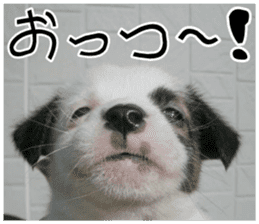 MIEDOG Jack Russell terrier sticker 11 sticker #15072074