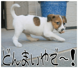 MIEDOG Jack Russell terrier sticker 11 sticker #15072075