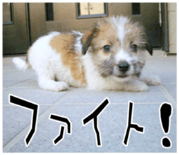 MIEDOG Jack Russell terrier sticker 11 sticker #15072076