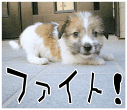 MIEDOG Jack Russell terrier sticker 11 sticker #15072076