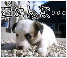 MIEDOG Jack Russell terrier sticker 11 sticker #15072077