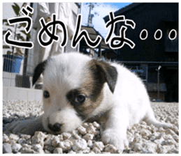 MIEDOG Jack Russell terrier sticker 11 sticker #15072077