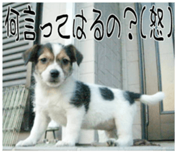MIEDOG Jack Russell terrier sticker 11 sticker #15072078