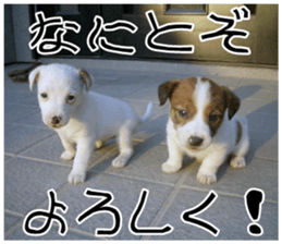 MIEDOG Jack Russell terrier sticker 11 sticker #15072079
