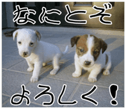 MIEDOG Jack Russell terrier sticker 11 sticker #15072079