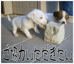 MIEDOG Jack Russell terrier sticker 11 sticker #15072080