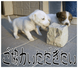 MIEDOG Jack Russell terrier sticker 11 sticker #15072080