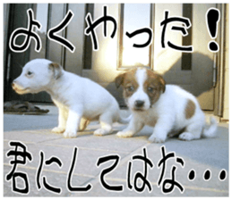 MIEDOG Jack Russell terrier sticker 11 sticker #15072081