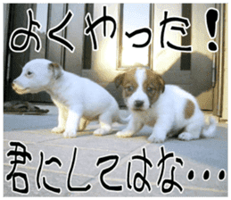 MIEDOG Jack Russell terrier sticker 11 sticker #15072081