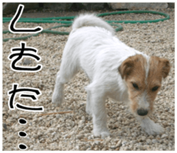 MIEDOG Jack Russell terrier sticker 11 sticker #15072082