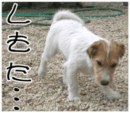 MIEDOG Jack Russell terrier sticker 11 sticker #15072082