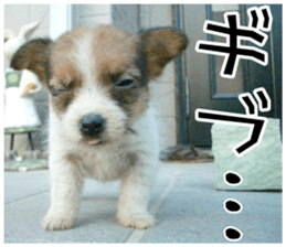 MIEDOG Jack Russell terrier sticker 11 sticker #15072083
