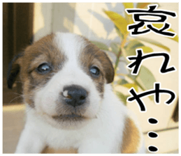 MIEDOG Jack Russell terrier sticker 11 sticker #15072084