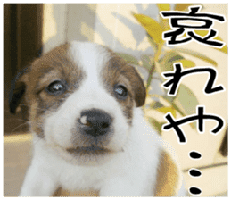 MIEDOG Jack Russell terrier sticker 11 sticker #15072084