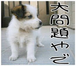MIEDOG Jack Russell terrier sticker 11 sticker #15072085