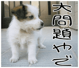 MIEDOG Jack Russell terrier sticker 11 sticker #15072085