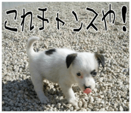 MIEDOG Jack Russell terrier sticker 11 sticker #15072086