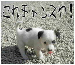 MIEDOG Jack Russell terrier sticker 11 sticker #15072086